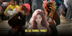 Đá gà Thomo 789bet